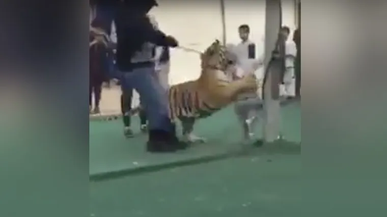 Djevojčicu napao tigar nasred tržnice