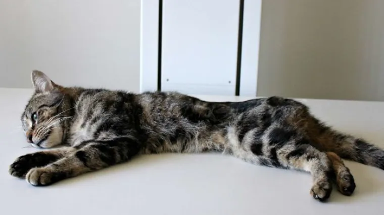 Nezapamćena okrutnost: Australka u kući ostavila 14 gladnih mačaka i pustila ih da se međusobno pojedu!