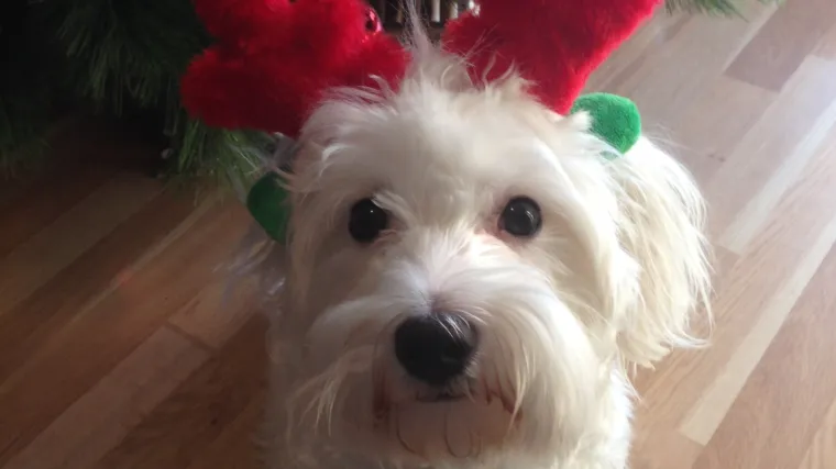 Izgleda da Ari traži posao kod Djeda Mraza