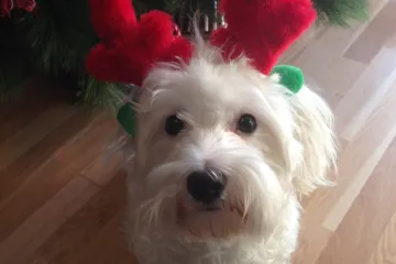 Izgleda da Ari traži posao kod Djeda Mraza