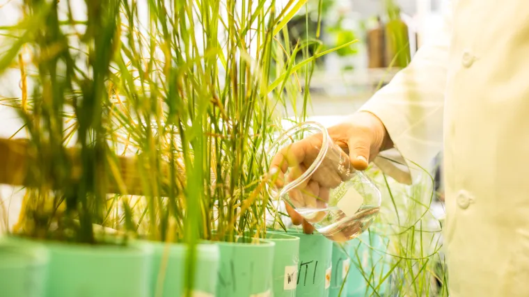 Uklanja otrovne tvari, a zahtijeva malo ili nimalo održavanja