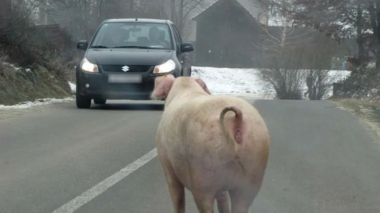 'Podigla je zaštitnu ogradu i pobjegla!'