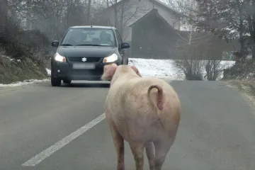 'Podigla je zaštitnu ogradu i pobjegla!'