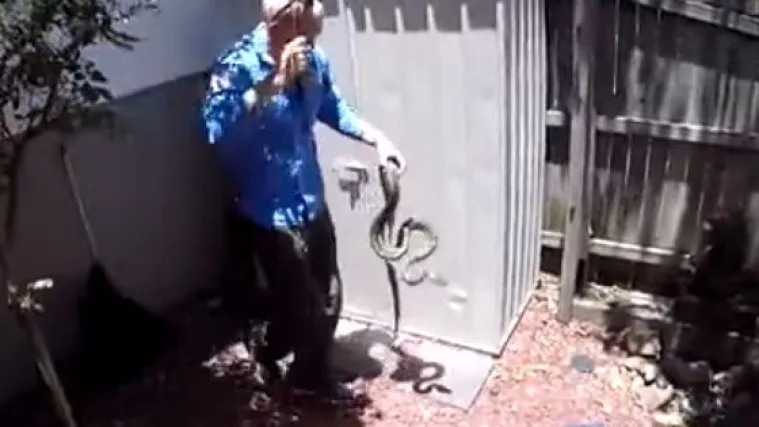 Pravo prijateljstvo: vlasnik nesretne kujice borio se s pitonom koji ju je zgrabio, a zatim ju oživljavao