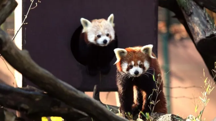 Prvi advent u zagrebačkome ZOO-u: posjetitelji će se moći uključiti u avanturu s Djedom Mrazom