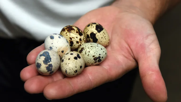 Jo&scaron; jedno povlačenje proizvoda: salmonela otkrivena i u prepeličjim jajima