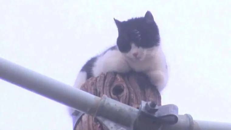 Mačak Fat Boy napokon spa&scaron;en nakon &scaron;to je vi&scaron;e od tjedan dana proveo na električnom stupu