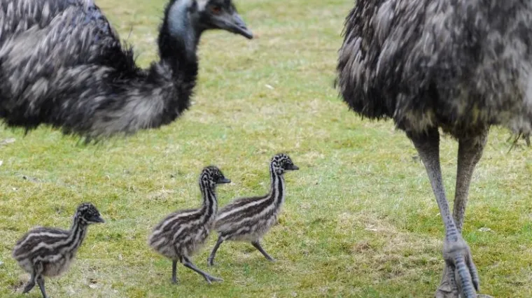 Zoolo&scaron;ki vrt u Njemačkoj zatvoren nakon &scaron;to je emu uginuo od ptičje gripe