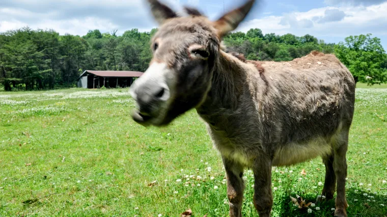 Magareće mlijeko postalo novi zdravstveni trend u Crnoj Gori: cijena - 50 eura za litru