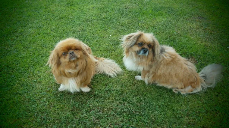 U tom slučaju, Mini Max i Rocky su pravi divovi