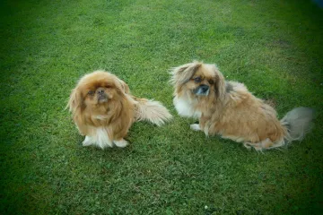 U tom slučaju, Mini Max i Rocky su pravi divovi