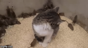 Stavili je u kutiju punu mi&scaron;eva i onda snimili ovaj bizaran video