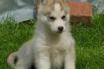 Ime mi je Saki, zavodnik sam jaki