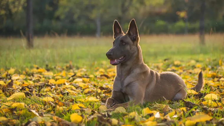 Tajna služba odsad koristi genetski dizajnirane i klonirane pse
