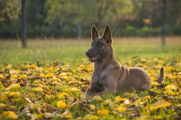 Tajna služba odsad koristi genetski dizajnirane i klonirane pse
