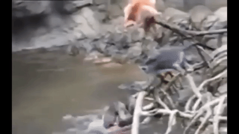 Vidre ubile majmuna pred šokiranim gledateljima