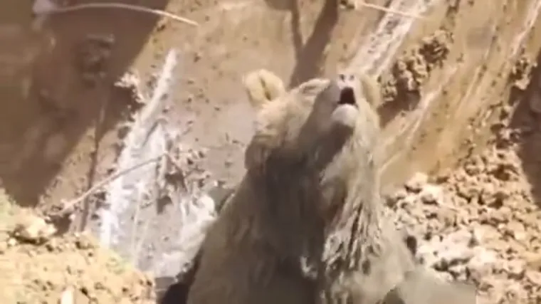 Radnici kopali rupu i - iskopali medvjeda