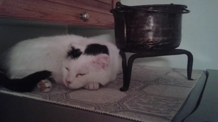 Ali rijetko stigne jer se mora puno maziti