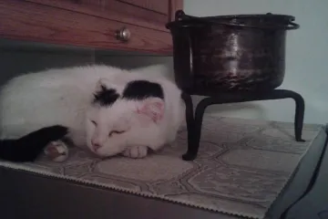 Ali rijetko stigne jer se mora puno maziti