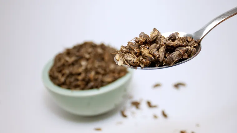 Jedite krv, mozak i kukce kako biste spasili svijet