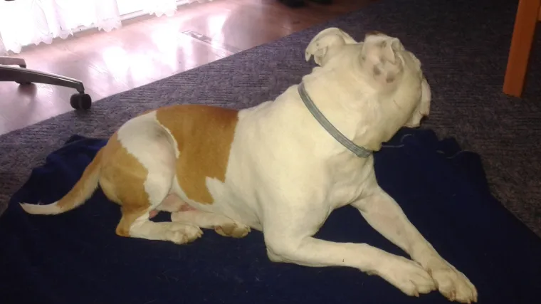 Sigurni smo da mu je milija igra i maženje od poziranja