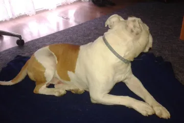 Sigurni smo da mu je milija igra i maženje od poziranja