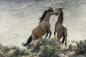 'Najbolji dokumentarac o prirodi ikad snimljen' pregazio je slavni reality show