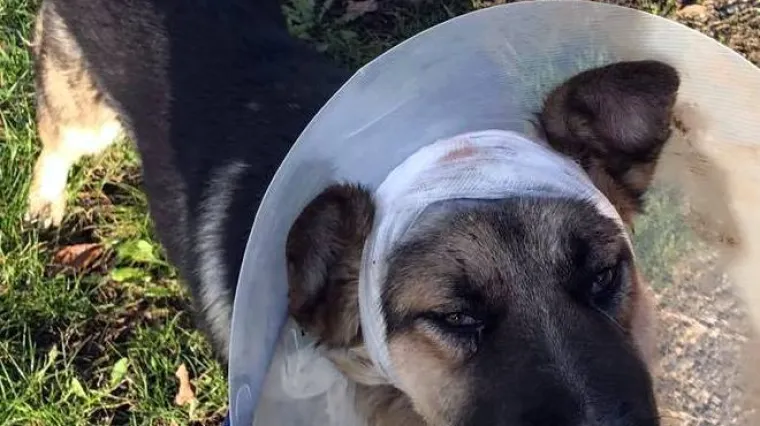 Ovo je Dobri&scaron;a, pas kojeg je zla 70-godi&scaron;njakinja izudarala sjekirom po glavi