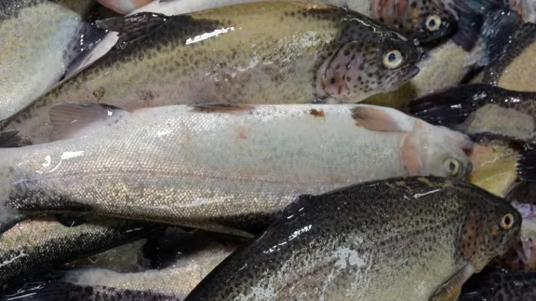 Metro povlači iz prodaje dimljeni filet pastrve