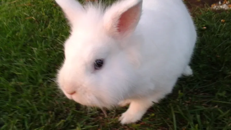 Toplo mu je, ne traži potočić ali i on će vas dirnuti do suza