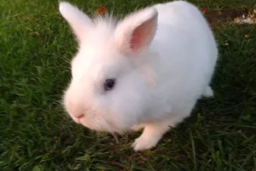 Toplo mu je, ne traži potočić ali i on će vas dirnuti do suza