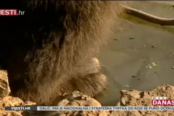 Naš snimatelj 'ulovio' sjajan kadar iz Kutereva na kojem medvjedica započinje svoj zimski san