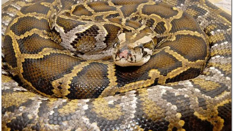 Golemi apetit: piton na Floridi pojeo tri jelena, stručnjaci zaprepa&scaron;teni!