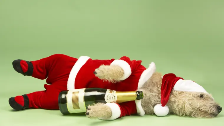 Ljubimci ne bi smjeli piti alkohol za Božić