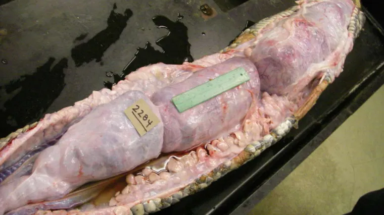 Tri jelena pronađena u trbuhu burmanskog pitona