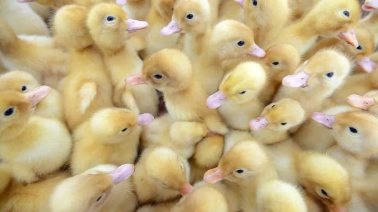 Poo&scaron;trene kontrole: nakon hrvatskih proizvođača mesa i uvoznici pod povećalom