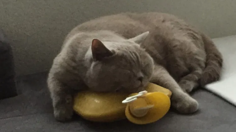 Jolie kao prava britanska dama voli čaj, a i nećete vjerovati &scaron;to radi...