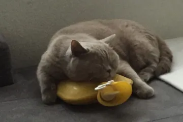 Jolie kao prava britanska dama voli čaj, a i nećete vjerovati &scaron;to radi...