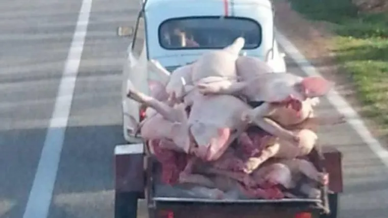 Uživo s hrvatskog kolinja: fotka 'fićeka' koji vuče prikolicu punu odojaka nasmijala regiju