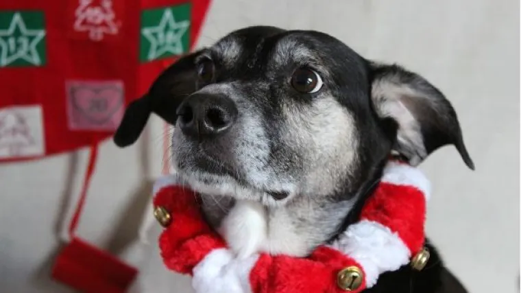 On se već obukao i dotjerao, a Božić nikako da dođe...
