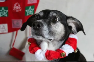 On se već obukao i dotjerao, a Božić nikako da dođe...