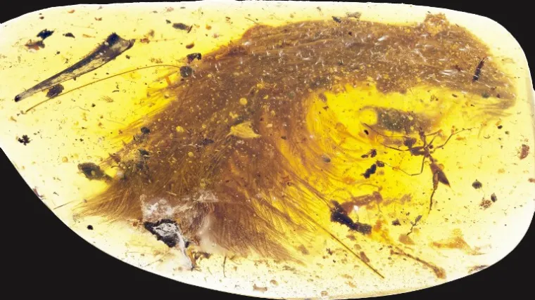 Znanstvenici u jantaru pronašli ostatke pernatog dinosaura!