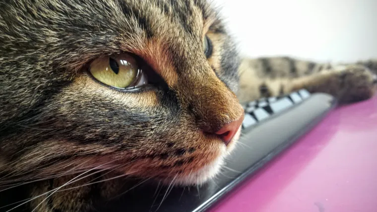 Fritz se &scaron;ulja bolje od pravog &scaron;pijuna, a &scaron;alje mailove bolje od Assangea