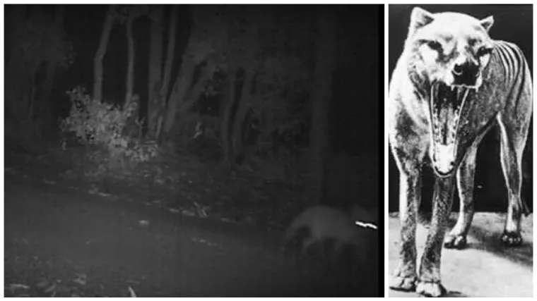 Skupina Australaca uspjela uloviti stvorenje za koje mnogi tvrde da ne postoji!?