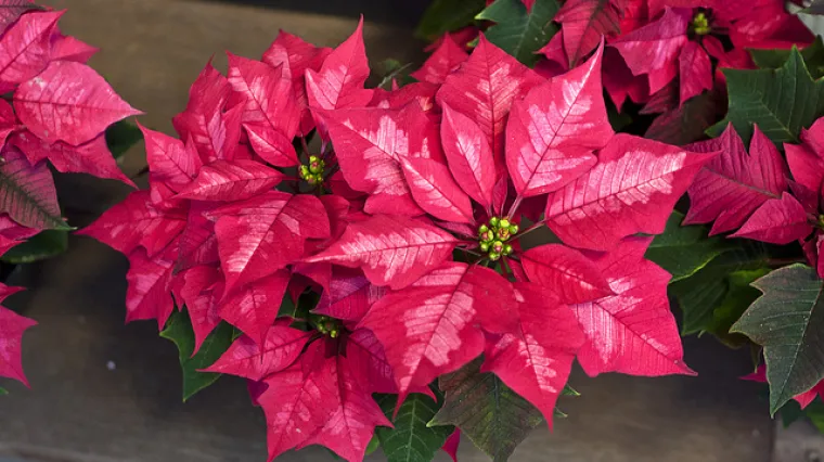 Od božićne zvijezde do orhideje: Devet biljaka koje će vam stvoriti ugodnu atmosferu tijekom blagdana