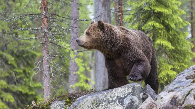 Atipično pona&scaron;anje: slovenski medvjedi manje vremena provedu u zimskom snu od svojih 'kolega'