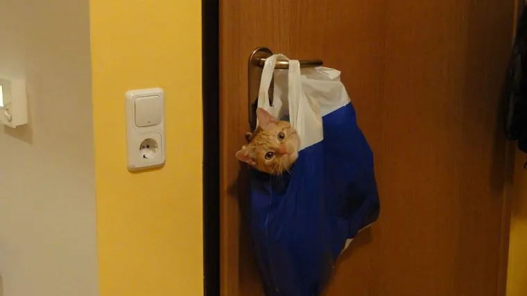 Žuti ne želi da njegov gazda ide ikuda bez njega