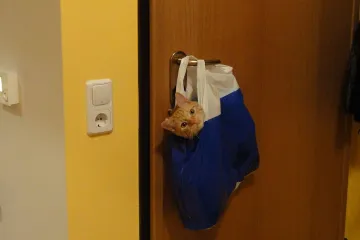 Žuti ne želi da njegov gazda ide ikuda bez njega