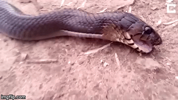 Snimio kako mogu prevariti životinje, ali ne i ljude