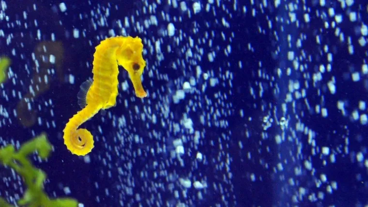 Otkrivene tajne najčudnije ribe – morskog konjica